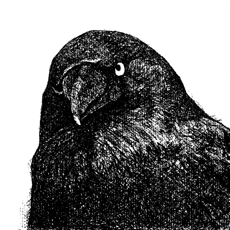 2. Raven 