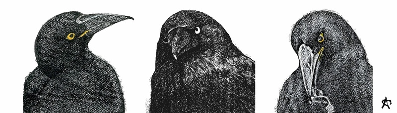 33. A Crow Among the Currawongs