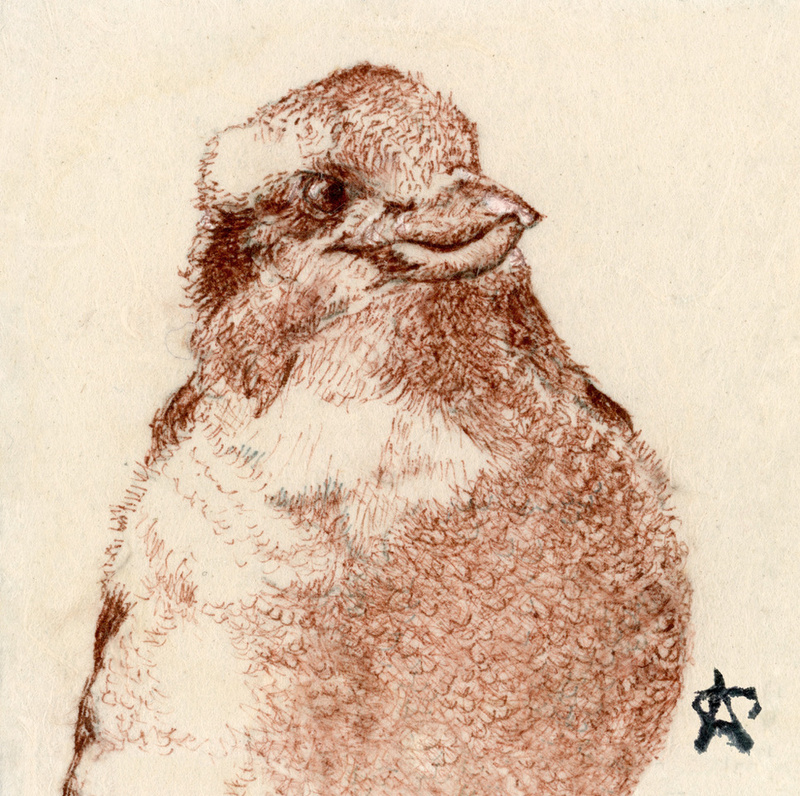 27. Kookaburra Posing