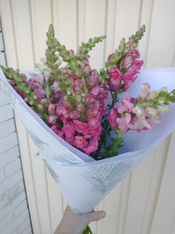 Snapdragons