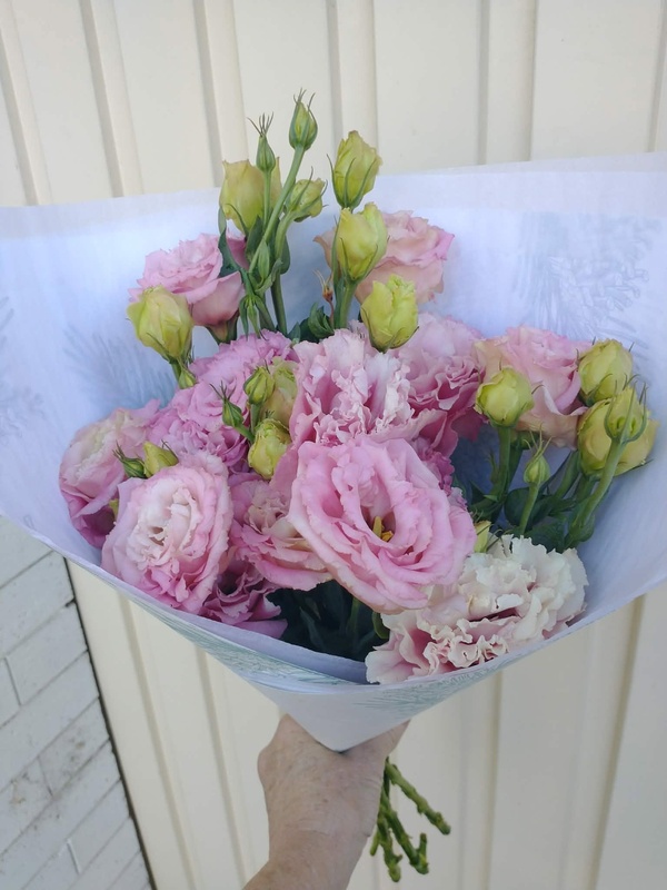Lissianthus Double