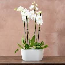 Double Potted Orchid