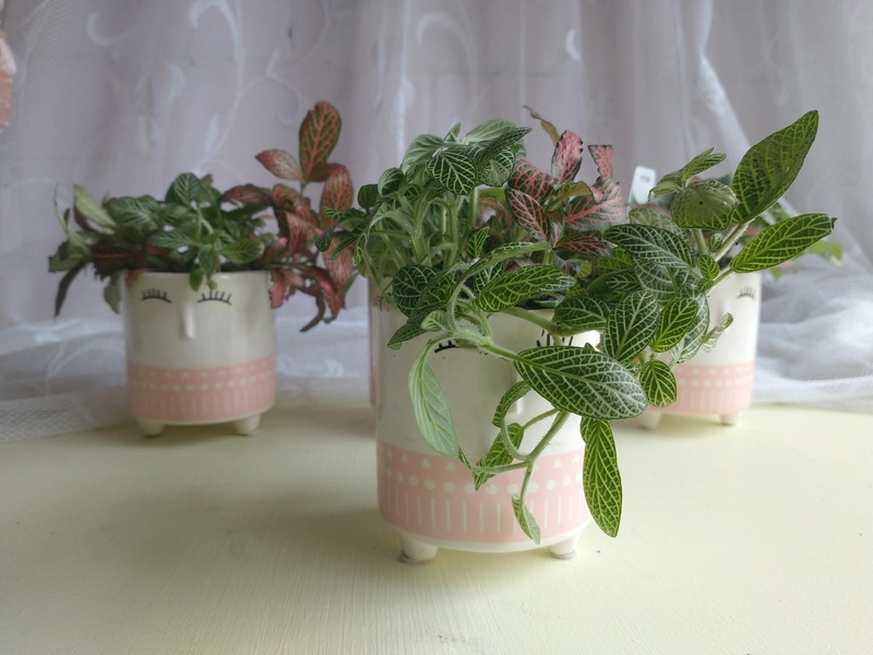 Mini Pots