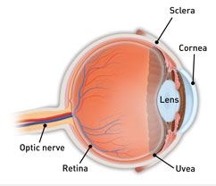 Ocular Anatomy 