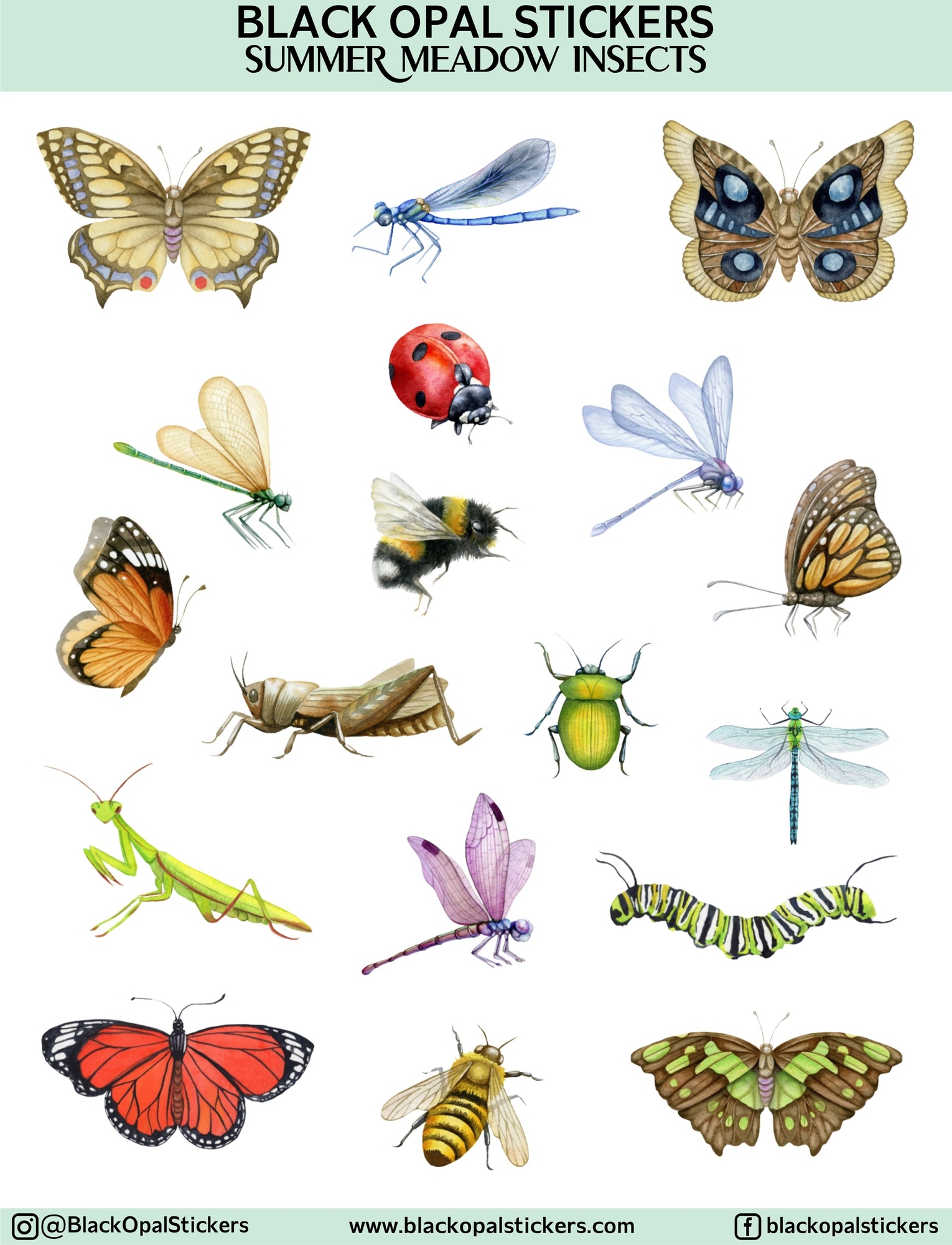 Summer Meadow Insects