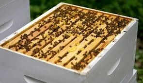 Beekeeping for Bee-ginners