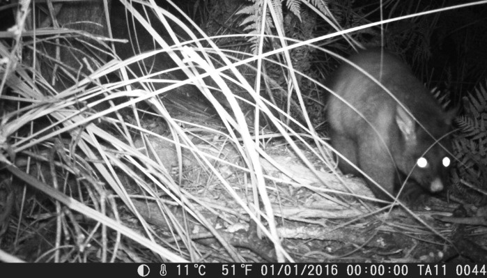 Brush Tailed Possum