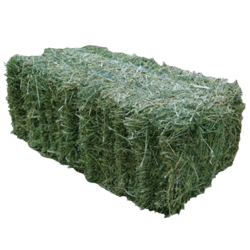Lucerne Hay