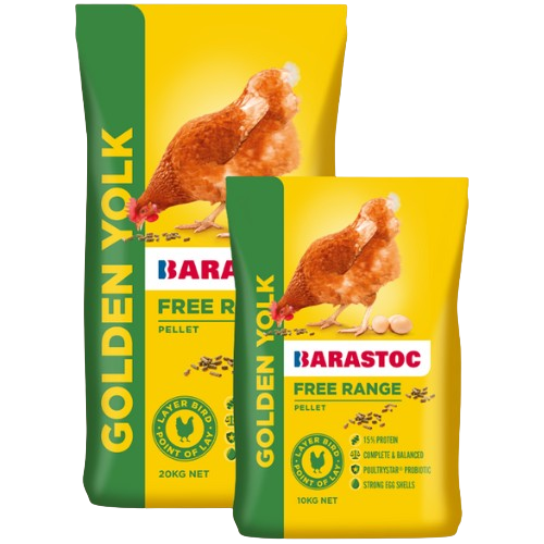 BARASTOC Golden Yolk Layers