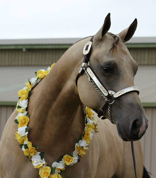 Unwrapme - Multiple Futurity Winner