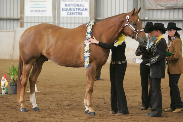 Breakin Tradition - Hi Point Halter Gelding of Australia