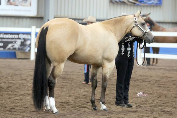 Unwrapme - Grand Champion mare Australian Halter Showcase 2014