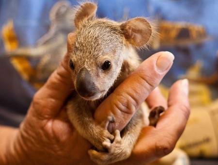 Koala joey