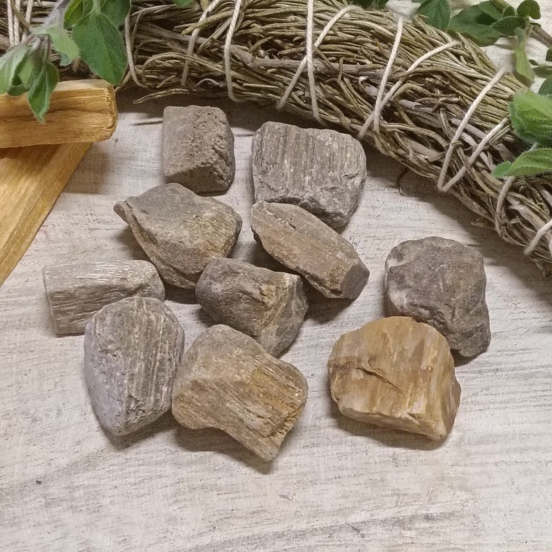 Raw Petrified Wood Rocks Pack 10