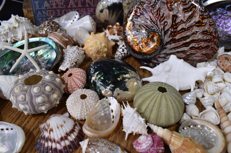 Natural Shell Colours Natural Shells